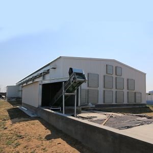[Hot Item] Cajas de gallinas ponedoras automáticas de estructura de acero para casas de pollos