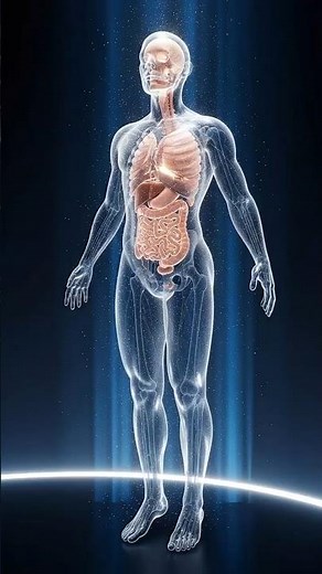 Inside the Human Body: A 3D Visualization Journey