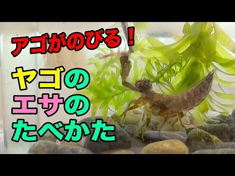 ヤゴのエサのたべかた！アゴが伸びて補食する様子。【トンボの幼虫 観察】【自由研究】
