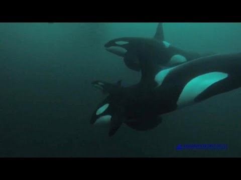 Half of the world's killer whale population in danger, study says