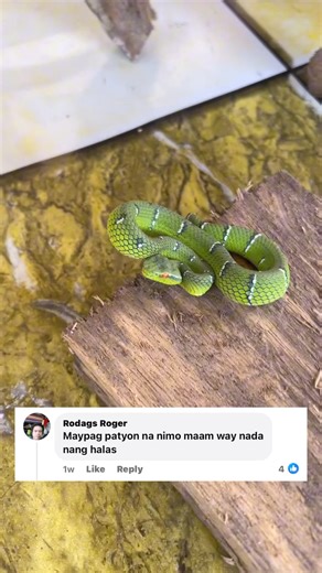 Ka brutal ba bisan Dili mang hilabot patyon jud?! NATURE IS COMPLETE AND IS PERFECT. Miracle snake our treasure forever. #miraclesnkae #datukamandag #30years #indigenousknowledge #indigenousmedicine #baleleng #yellow #dupong #iliw #viper #pitviper #tsub | Ba le Leng