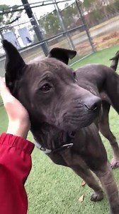 3.8K views · 298 reactions | 2/20: Adopted!! Shadow #A395228 is...