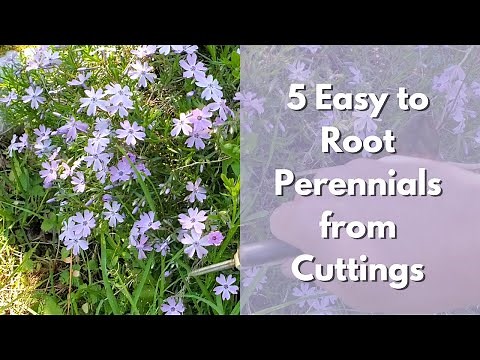 5 Easy to Root Perennials from Cuttings (Salvia, Catmint, Phlox, Monarda, Lemon balm)