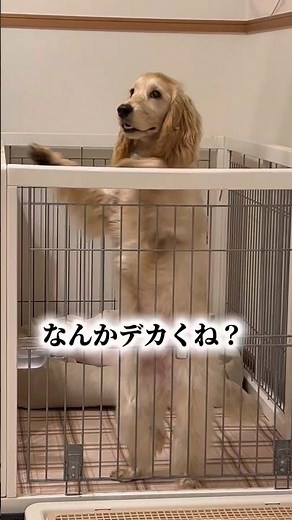 小顔でスタイルのいい犬🐶 #わんちゃん#イングリッシュコッカースパニエル #犬のいる生活#子犬#コッカー