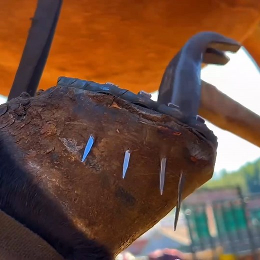 387K views · 3.7K reactions | Adorable mule! Farrier trims its hoof and replaces horseshoe-split-[Part-8] #animal #horse #cow #donkey #hoofcare #satisfying #hoof #care #helping #farrier | Hoof Farrier | Facebook