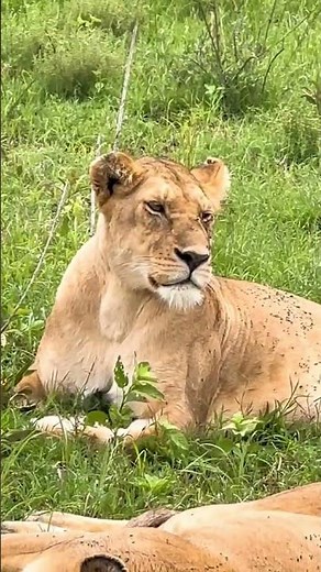 Serengeti National Park Tanzania | Ultimate Wildlife Safari Adventure