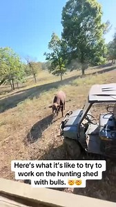 127K views · 5.5K reactions | Redford has a screw loose | Rufus The Bull | Facebook