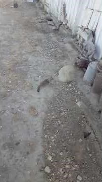 Squirrel Running in Circles - What it means & How to Care