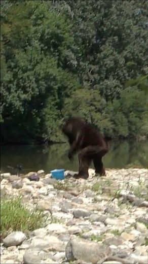 #bear #grizzly #prank #remigaillard 🐻 | Rémi GAILLARD