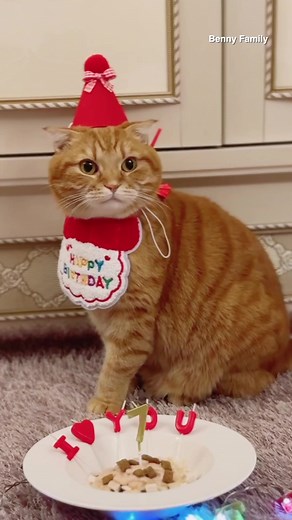 베니의 7번째 생일 🎂 Benny’s 7th birthday! (Nov. 19) 😻💖 베니야 사랑해🥰 앞으로도 건강하고 행복하게 지내자~ #birthday #생일 #베니 #베니패밀리 #bennyfamily #cat #고양이 #bennycat #benny #사랑해 #❤️