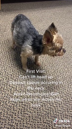 Understanding Dog Neck Pain and Spasms