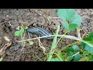 How I catch my rollie pollies/pill bugs