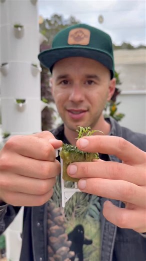 High-density dill cultivation on aeroponic towers produces up to 8× more bunches per square meter than soil farming. By choosing compact dill varieties like Teddy or Thalia, a single aeroponic tower can produce up to 450 bunches per year. Unlike traditional dill that grows 1–1.5 m tall, these compact varieties stay around 30–50 cm with dense, bushy growth, ideal for vertical systems. We sow five seeds per port, with harvest-ready bunches in about six weeks. #dill #herbs #farming #agriculture #ve