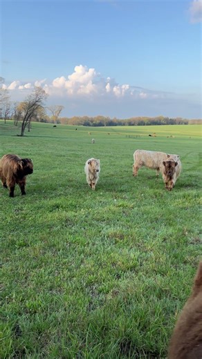The Cutest Highland Cow Lineup You'll Ever See!