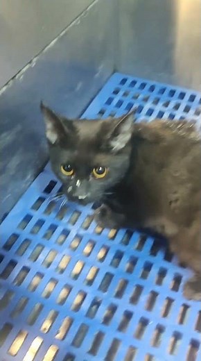 How To Wash A Cat Without Stress - Step By Step Cat Bathing Guide! #petwash #petstylist