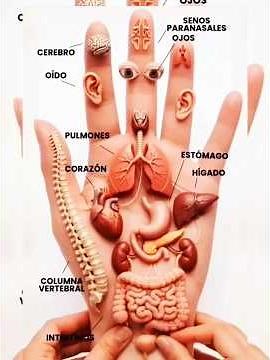 Unlock Your Body’s Health Through Your Hands! 🖐️✨ | Hand Reflexology Guide