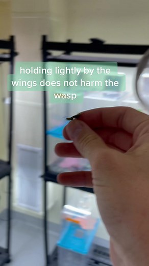 #polistes #wasp #wasplove #research