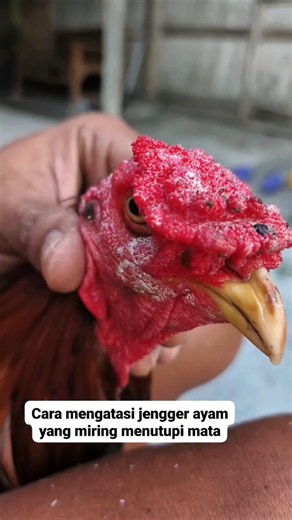How to deal with a rooster's comb that is leaning over and covering it eyes.#animalrescue#animalcare