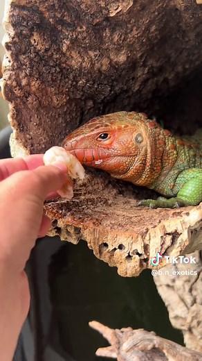 Caiman Lizard Feeding Behavior Explained