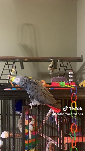 Cairo the Grey Parrot Argues with a Cat - Funny Pet Video
