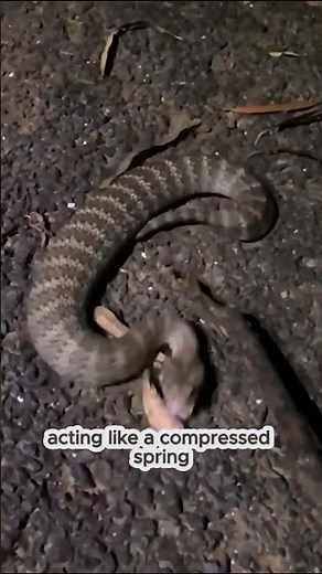 Deathadder, the worlds fastes strike! #wildlife #animals #facts #deathadder