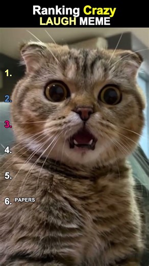 Ranking Crazy Laughter memes. #ranking #funny #crazycomedy