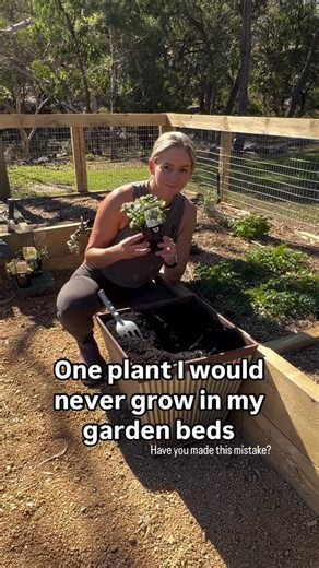 Marlena Salib | Brecklyn House on Instagram: "Have you made this mistake? Almost every gardener has made this mistake, or moved into the home of someone else’s mistake. #veggiegarden #vegetablegarden #organicgardening #growyourownfood #kitchengarden"