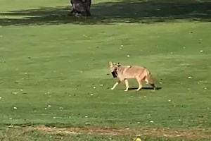 Coyote Runs Away With Golfer's Cell Phone on Massachusetts Course