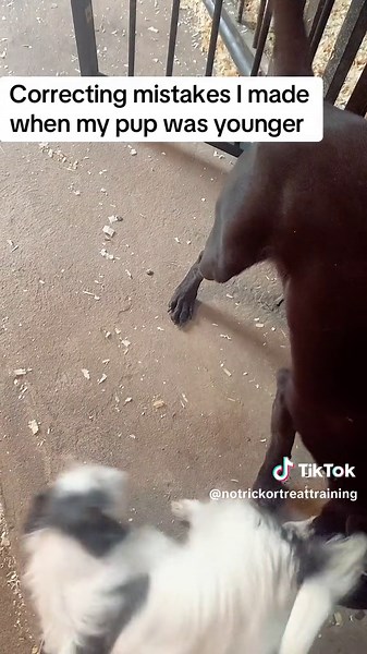 Tracy:dog training; naturally (@notrickortreattraining)’s videos with original sound - Tracy:dog training; naturally