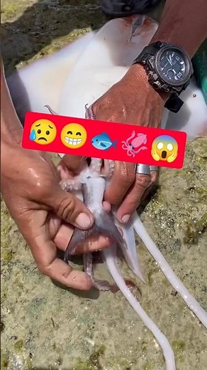 Amazing Squid Catch! 🦑😱 Look What Was Found Inside!