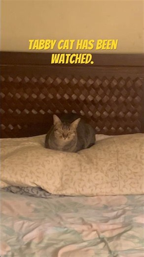 Tabby cat loafing all around.