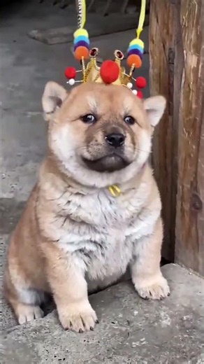 It's a puppy, and it's wearing a birthday hat.#shorts #ytshorts #youtubeshorts #usa #dog #viral