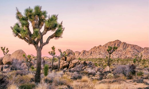 A Complete Wildlife Guide to Joshua Tree National Park