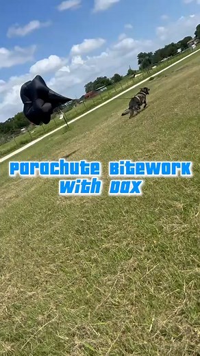 Parachute Work with TX German Shepherd Dax | Stan Smith