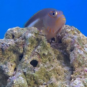 Arc eye hawkfish | Newtown Aquarium | Facebook