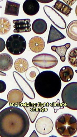 Diatoms: The Invisible Architects of Earth’s Oceans