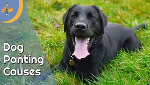 The 9 Reasons Your Dog is Panting So Much — Our Pet's Health