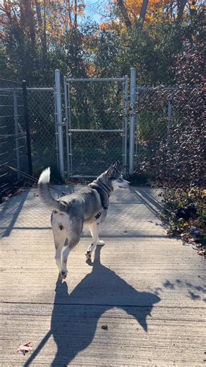 3.3K views · 230 reactions | Hello! My name is Winter! I’m a typical husky - friendly but sometimes aloof, I have a beautiful singing voice and like to explore the great outdoors! I’m looking for a home that will enjoy and embrace my husky-ness and take me on lots of outings to help me shed a few pounds! You can apply to adopt Winter at the link in our bio or visit guelphhumane.ca! | Guelph Humane Society | Facebook