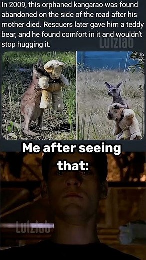 Orphaned Kangaroo Hugs Teddy Bear – Me After Seeing This Wholesome Story 😭🦘