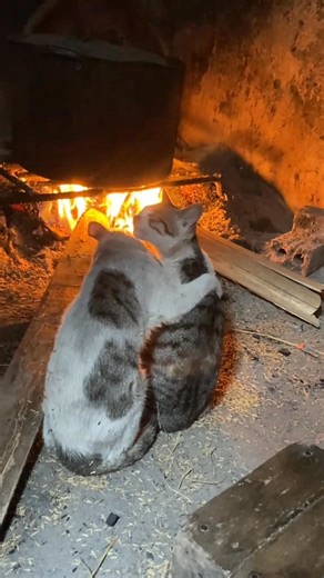 Thái Bình 12 độ và đứa độc thân như tôi phải ăn cơm mèo 🐈‍⬛ Video: Oanh❤️ | Blog Tâm Sự