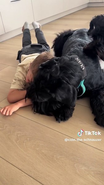 Gentle Giant Schnauzer Enjoys Cozy Cuddles