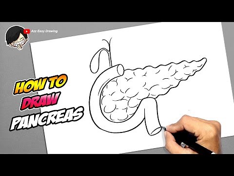 How to draw Pancreas