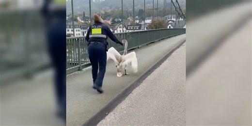 See it: Police officer rescues reluctant swan from side of busy German road