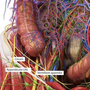 SciePro on Instagram: "Ever wondered about the true nature of the appendix? Far from being just a 'vestigial organ', recent research suggests the appendix might play a role in our immune system, acting as a safehouse for beneficial gut bacteria. 🦠 For medical illustrators, animators, and app developers dedicated to precision, our detailed 3D model of the appendix brings this fascinating organ to life. Crafted with meticulous attention, it showcases the appendix's intricate structure, making it 
