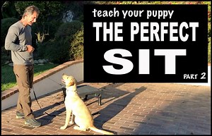 Teach your puppy the perfect SIT is a video that delves much deeper into the sit than any of my other videos. This lesson covers everything from understanding the sit and its usefulness as well as the dfference between competive dog sport SITs and the regular "pet dog" SIT. This video is part 2 (of 2) showing the technique and lesson on a young puppy. Part one showed the completed lesson with Goofy my Belgian Malinois, this one will show you all the work you'll need to do to get your dog to that
