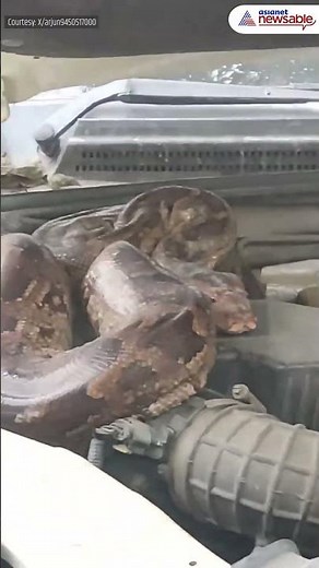 Seven-Ft-Long Python Found Inside Car Bonnet in UP #Viral #Trending