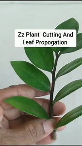 Zz Plant Cutting And Leaf Propogation...🌱 . . . . . . . . . #zzplantpropogation #zzplant #plantloversofinstagram #leafpropogation #waterpropogation #instadaily #reeloftheday😍❤️ #plantdecor #fyp #homeplant #instacreator #gardening #trendingnow #explorepageforyou #urbangardener #plantasdecasa #plantmom #plantjournal #viralreelsvideo❤️ #explorepage #plantcommunityph | Rupa Sheth