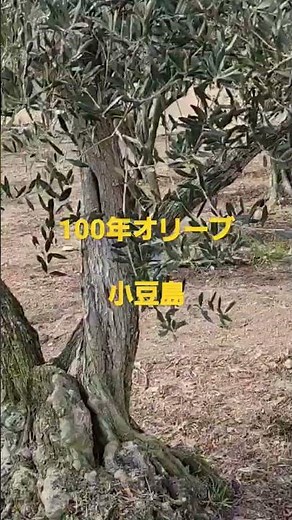小豆島100年オリーブ！古木オリーブを本編にて詳しく紹介！#小豆島#オリーブ#olive #shorts