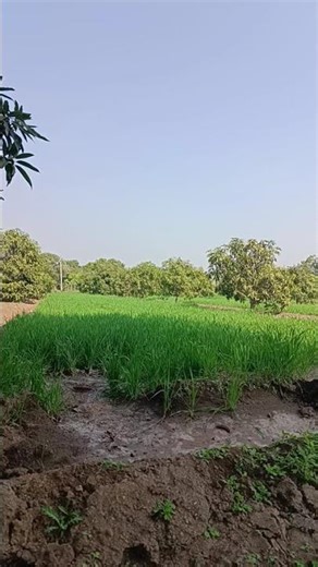 #funny#freefire#fyp#foryou#fun#fun#art#anime#automobile#bollywood#bhojpuri#facebook#jesus#farming