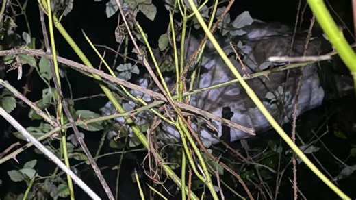 We prefer not to do rescues in the dark, but this time of year leaves us with no choice. Most of us work full time and this one could not wait. Willen staff reported the cygnet first thing this morning. I checked him on my lunch break, but half an hour was nowhere near enough for the kind of extraction he needed, so we had to return later and do it properly. Waders on. Brambles everywhere. I cut through the thick tangles of branches to reach him, then pushed in far enough to hold him steady so I